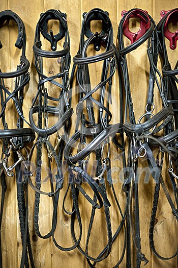 Leather horse bridles and bits hanging on wall of stable Leather horse bridles and bits hanging on wall of stable