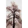 Single tall leafless tree in winter fog
