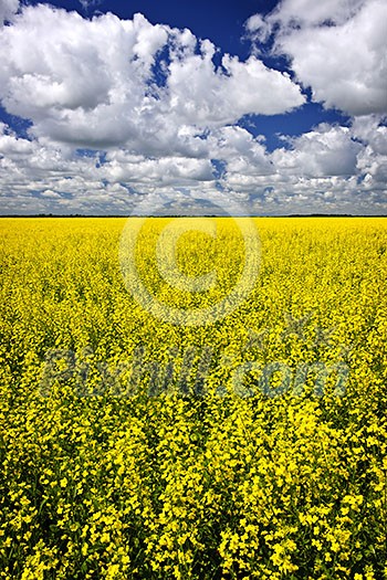 Agricultural landscape of canola or rapeseed farm field in Manitoba, Canada