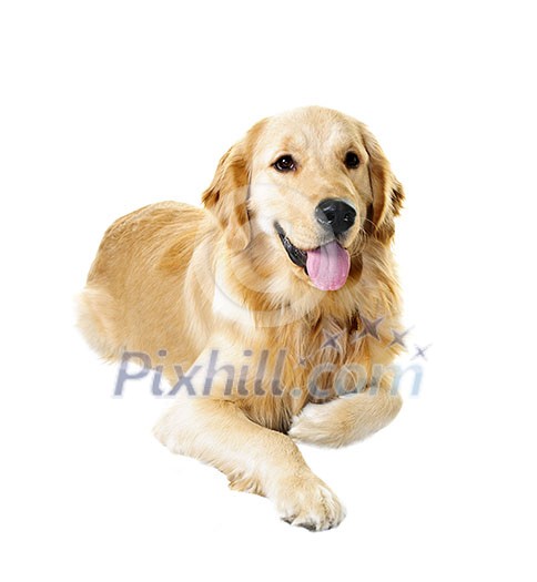 Golden retriever pet dog laying down isolated on white background