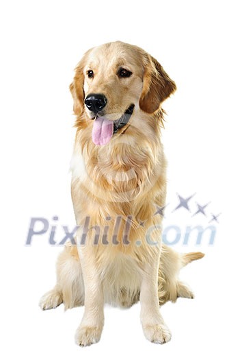 Golden retriever pet dog sitting isolated on white background