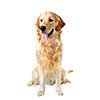 Golden retriever pet dog sitting isolated on white background