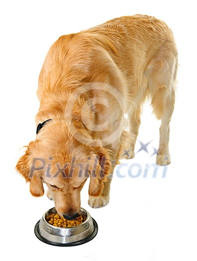 Golden retriever pet dog eating food from dish isolated on white background