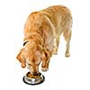 Golden retriever pet dog eating food from dish isolated on white background