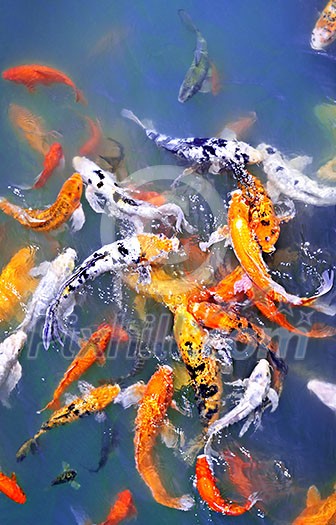 Colorful koi fish at surface of pond Colorful koi fish at surface of pond