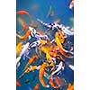 Colorful koi fish at surface of pond