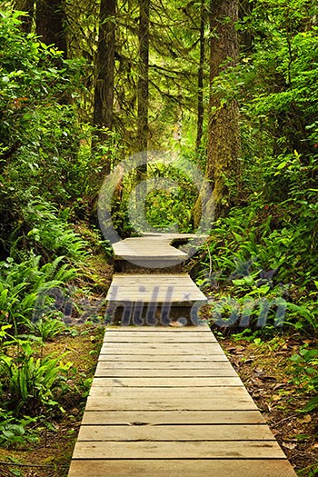 Wooden path through temperate rain forest. Pacific Rim National Park, British Columbia Canada Wooden path through temperate rain forest. Pacific Rim National Park, British Columbia Canada