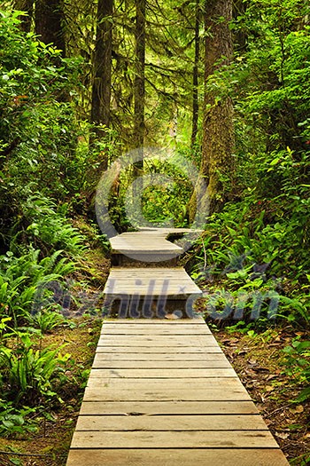 Wooden path through temperate rain forest. Pacific Rim National Park, British Columbia Canada