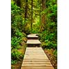 Wooden path through temperate rain forest. Pacific Rim National Park, British Columbia Canada