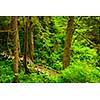 Wooden path through temperate rain forest. Pacific Rim National Park, British Columbia Canada