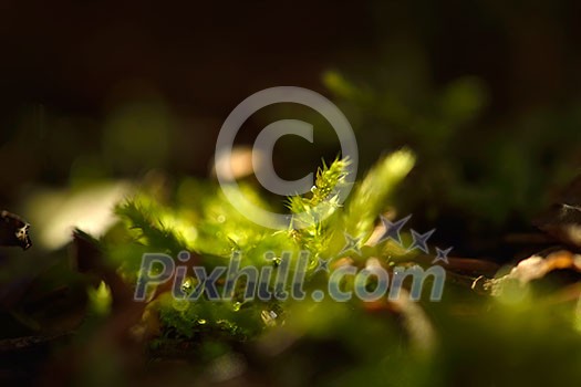first spring gentle leaves, buds and branches macro background first spring gentle leaves, buds and branches macro background