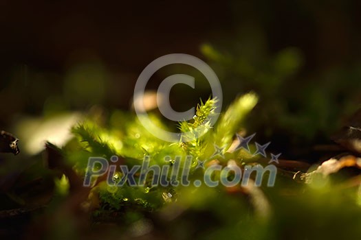 first spring gentle leaves, buds and branches macro background