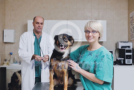portrait of a veterinarian and assistant in a small animal clinic at work portrait of a veterinarian and assistant in a small animal clinic at work