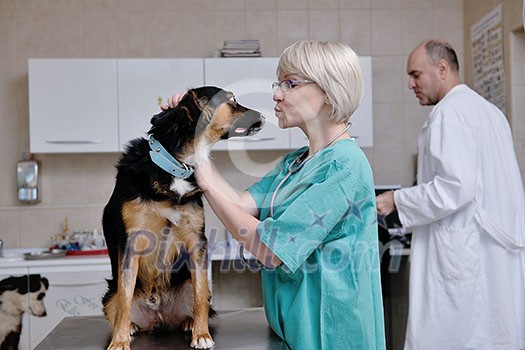 portrait of a veterinarian and assistant in a small animal clinic at work portrait of a veterinarian and assistant in a small animal clinic at work