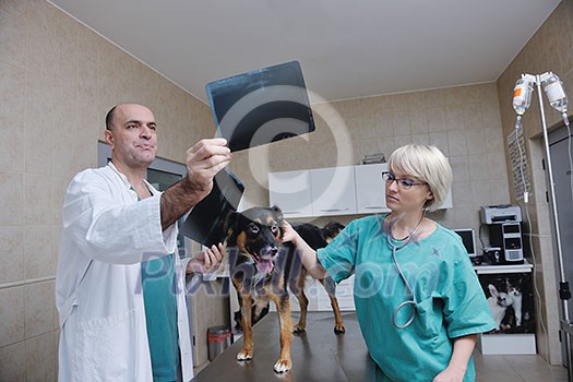 portrait of a veterinarian and assistant in a small animal clinic at work portrait of a veterinarian and assistant in a small animal clinic at work