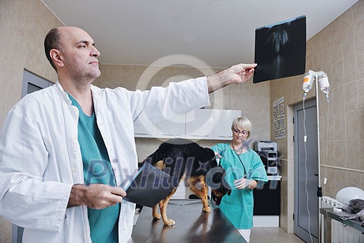 portrait of a veterinarian and assistant in a small animal clinic at work portrait of a veterinarian and assistant in a small animal clinic at work