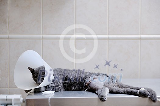 animal and pet surgery hospital room indoor with tools and instruments animal and pet surgery hospital room indoor with tools and instruments