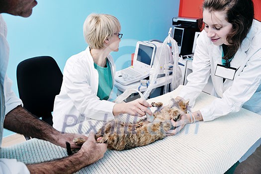 portrait of a veterinarian and assistant in a small animal clinic at work portrait of a veterinarian and assistant in a small animal clinic at work