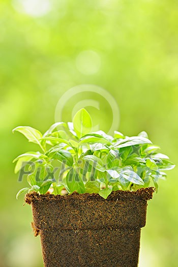 Young sweet basil plants in peat pot Young sweet basil plants in peat pot