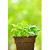 Young sweet basil plants in peat pot