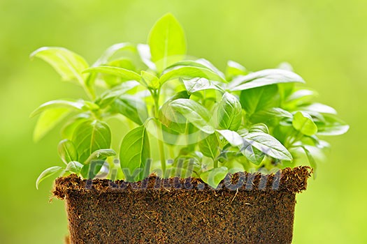 Young sweet basil plants in peat pot Young sweet basil plants in peat pot