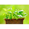 Young sweet basil plants in peat pot