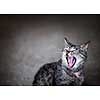 Gray pet cat meowing or yawning with mouth wide open on grey background and copy space