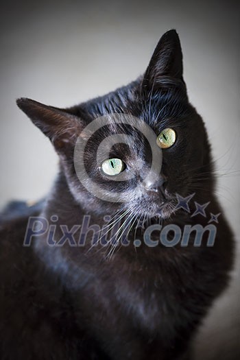 Portrait of black cat with green eyes