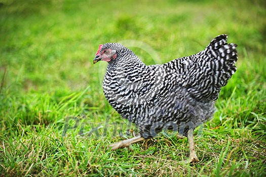 Free range Plymouth Rock or Barred Rocks chicken walking on green grass outdoor Free range Plymouth Rock or Barred Rocks chicken walking on green grass outdoor