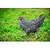 Free range Plymouth Rock or Barred Rocks chicken walking on green grass outdoor