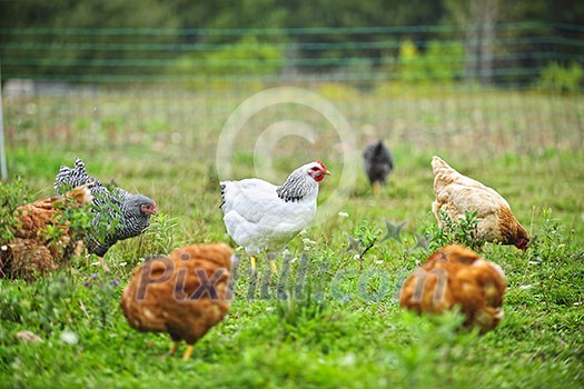 Various free range chickens feeding on grass at organic farm
