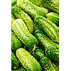 Fresh green cucumbers in a pile closeup, vegetable background