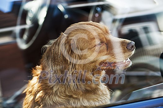 Portrait of australian shepherd dog locked in car