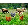 Chickens and sheep freely grazing on a small scale sustainable farm