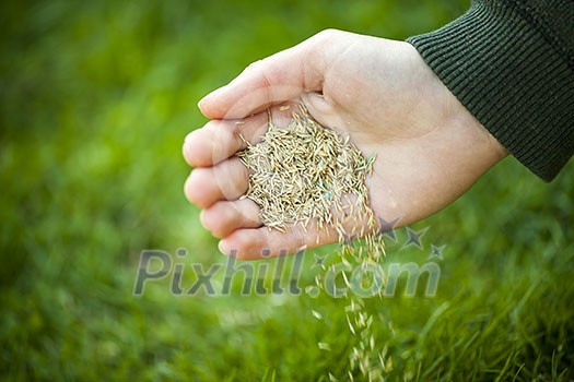 Hand planting grass seed for overseeding green lawn care Hand planting grass seed for overseeding green lawn care