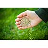 Hand planting grass seed for overseeding green lawn care