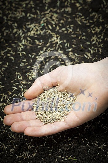 Grass seed held in hand over soil and planted seeds with copy space Grass seed held in hand over soil and planted seeds with copy space
