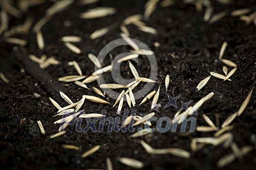 Closeup of grass seeds on fertile soil
