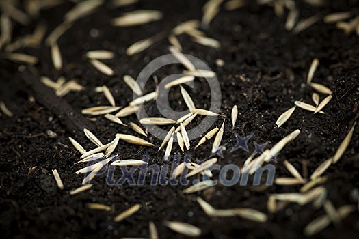 Closeup of grass seeds on fertile soil Closeup of grass seeds on fertile soil