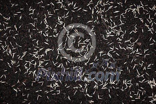 Grass seeds scattered on fertile soil from above Grass seeds scattered on fertile soil from above