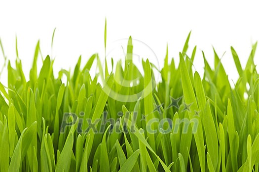 Closeup of green tall grass blades on white background