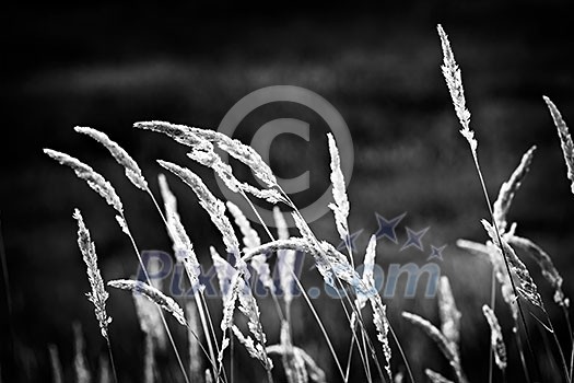 Tall wild grass stalks growing in black and white