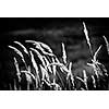 Tall wild grass stalks growing in black and white