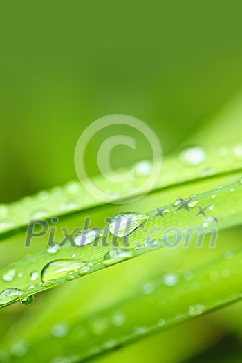 Macro closeup of water drops on grass blades with green copy space