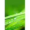 Macro closeup of water drops on grass blades with green copy space