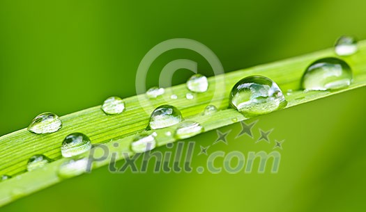 Macro closeup of water drops on green grass blade Macro closeup of water drops on green grass blade