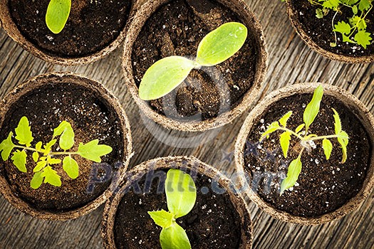 Potted seedlings growing in biodegradable peat moss pots from above Potted seedlings growing in biodegradable peat moss pots from above