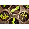 Potted seedlings growing in biodegradable peat moss pots from above