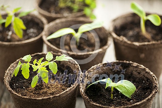 Potted seedlings growing in biodegradable peat moss pots