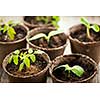 Potted seedlings growing in biodegradable peat moss pots